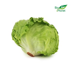 SAŁATA LODOWA ŚWIEŻA BIO (około 0,25 kg)