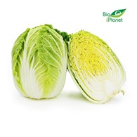 OPAKOWANIE ZBIORCZE (kg) - KAPUSTA PEKIŃSKA ŚWIEŻA BIO (około 7 kg)