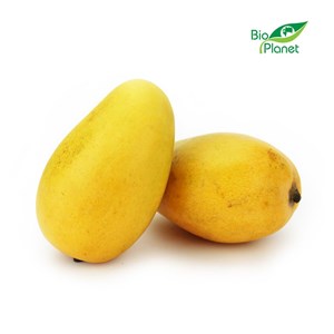 OPAKOWANIE ZBIORCZE (szt) - MANGO ATAULFO ŚWIEŻE  BIO (około 22 sztuk)