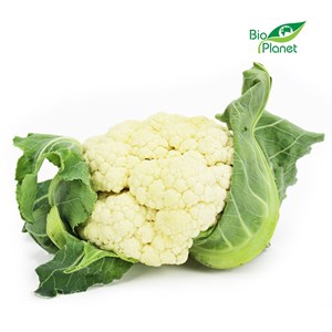 OPAKOWANIE ZBIORCZE (szt) - KALAFIOR ŚWIEŻY BIO (POLSKA) (około 8 sztuk)
