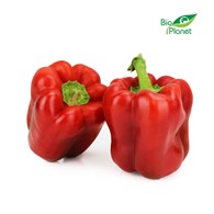 OPAKOWANIE ZBIORCZE (kg) - PAPRYKA CZERWONA ŚWIEŻA BIO (POLSKA) (około 5 kg)