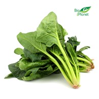 SZPINAK PĘCZEK ŚWIEŻY BIO (POLSKA) (około 0,15 kg)