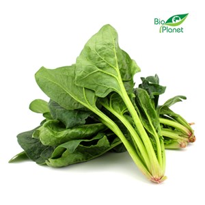 SZPINAK PĘCZEK ŚWIEŻY BIO (POLSKA) (około 0,15 kg)