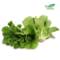 OPAKOWANIE ZBIORCZE (szt) - SAŁATA RZYMSKA MINI ŚWIEŻA BIO (POLSKA) (około 10 opakowań)